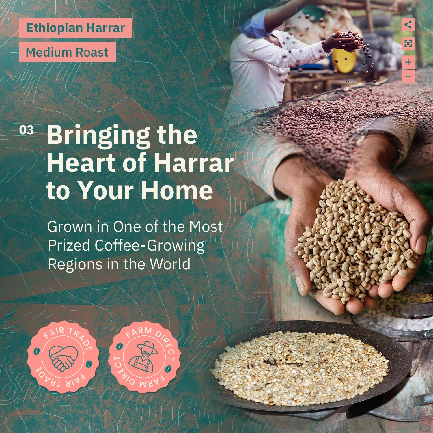 Kochere Coffee Ethiopian Harrar Natural Medium Roast - Fruity, Berry, Dark Chocolate Notes